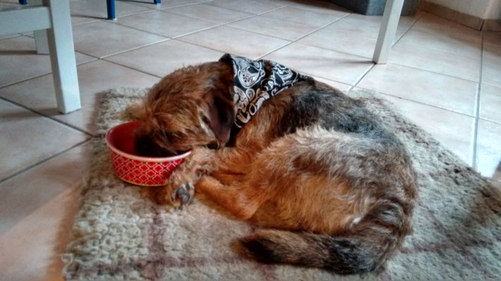 Dexter. Eingeschlafen.
