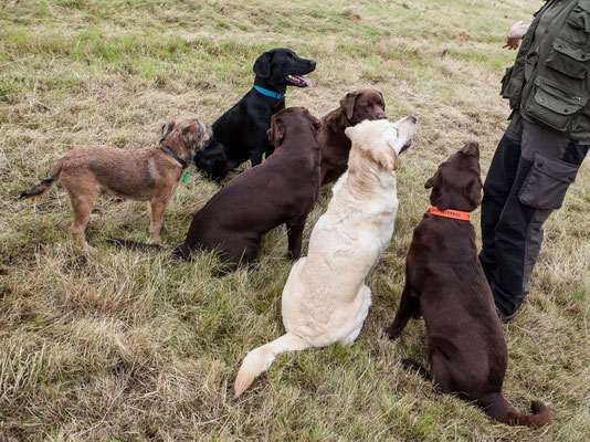 Dexter, Finch und die Labradors vom Frohlinder Berg