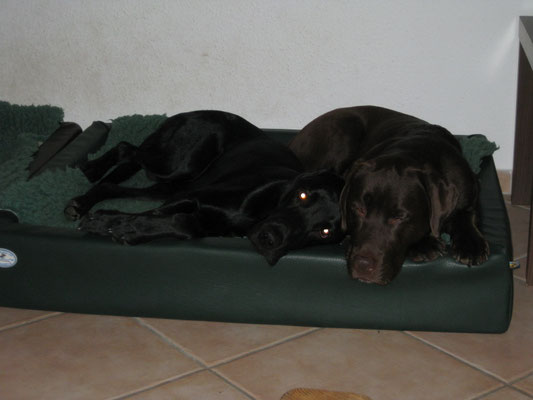 Finch und Toni kuscheln