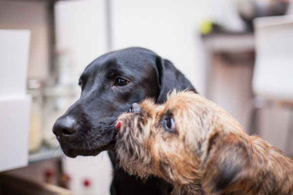 Finch und Dexter