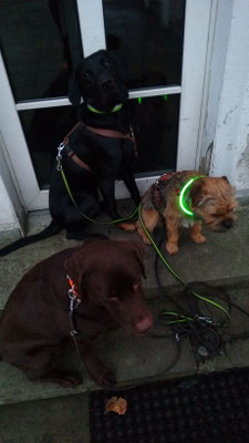 Toni, Finch und Dexter