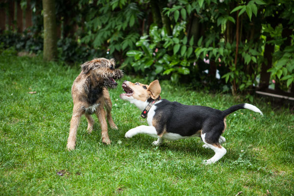 Dexter und Hunter