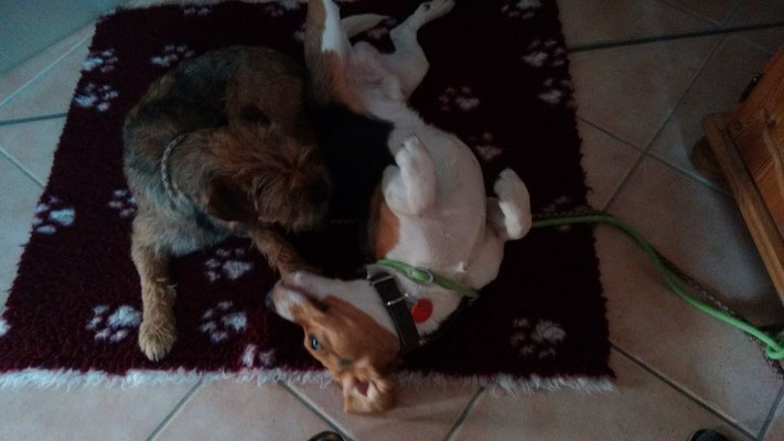 Dexter und Hunter