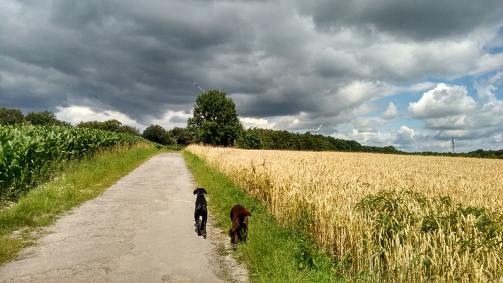 Finch und Toni in den Feldern