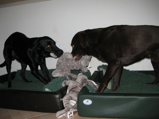 Finch und Toni