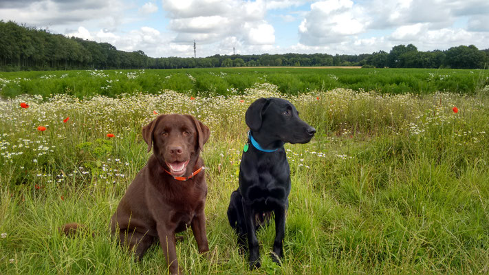Toni und Finch vor dem Möhrenfeld