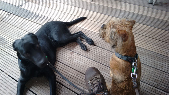 Finch und Dexter im Biergarten