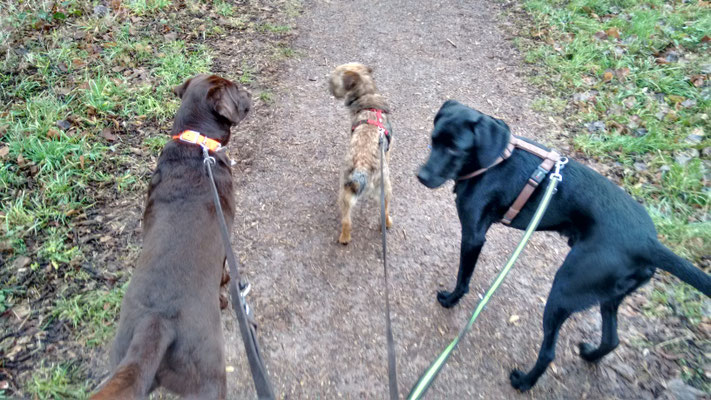 Toni, Dexter und Finch