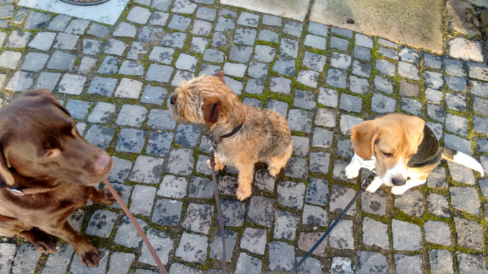 Toni, Dexter und Hunter