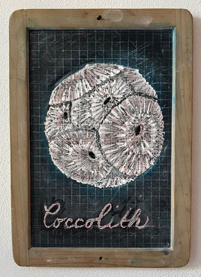 tafelbild coccolith carmela leggio
