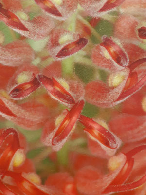 Gros plan de la photo sur papier japonais texturé "Grevillea"