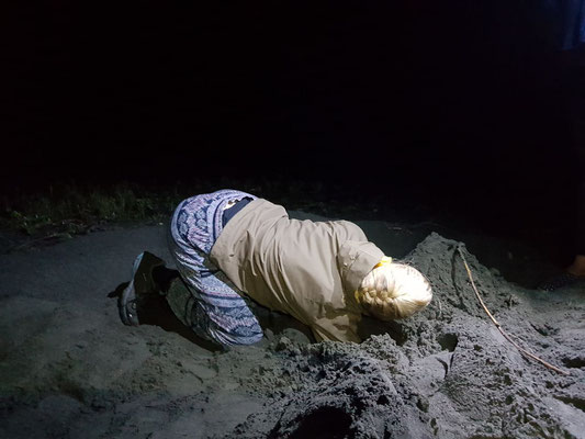 An dieser Stelle haben wir die Schildkröte verpasst, nur die Abdrücke im Sand sind geblieben. So muusste ich 3 Löcher buddeln, um die Eier zu finden. Quelle: Jossio Guillen
