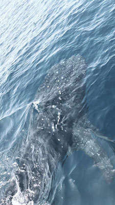 ballena tiburón - ein Walhai! der größte Fisch der Welt 