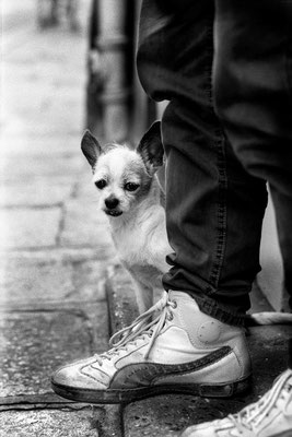 Chien - Paris #2