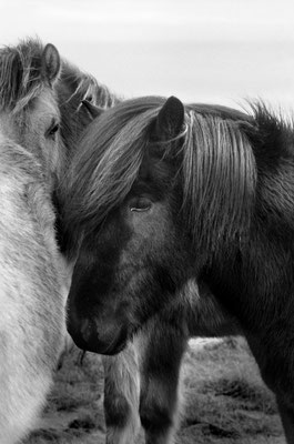 Chevaux - Islande