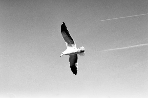 Mouette - Route 1 CA #1