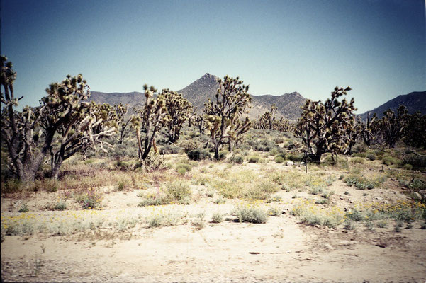 Mojave #1