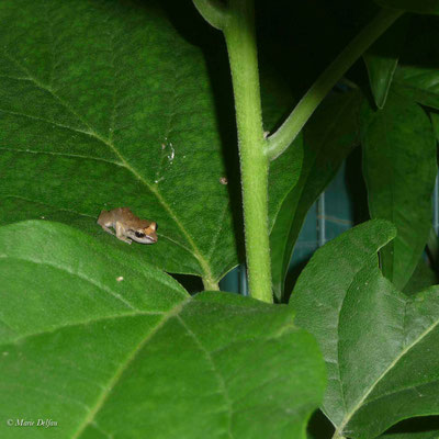 Grenouille endémique de la Guadeloupe