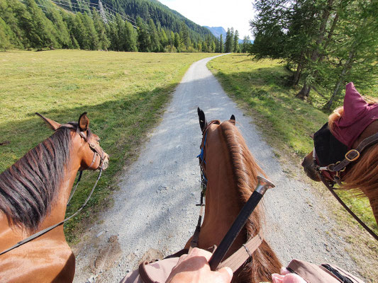 Die drei (oder sechs) Gefährten