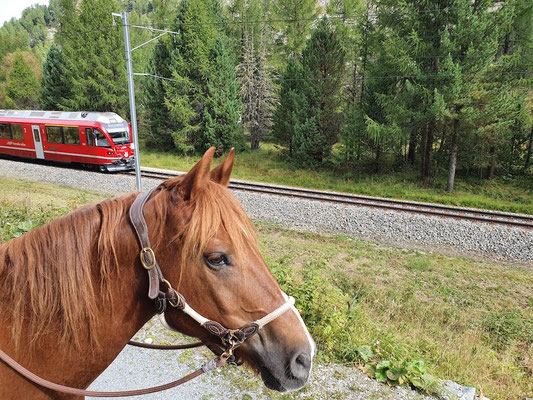 RhB können wir nun auch - teilweise hatten wir das Gefühl, fast auf den Schienen zu reiten, so nah waren Wanderweg und Geleise