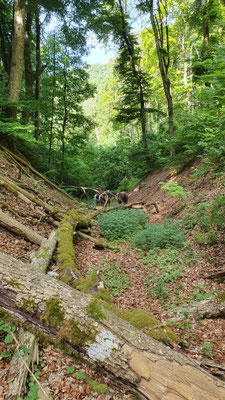 Die Wildnis siegt - wir müssen uns einen anderen Weg suchen