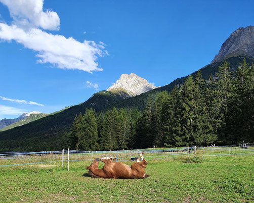 Und jeden Tag gabs Weide