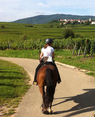 auf der Weinstrasse im Elsass