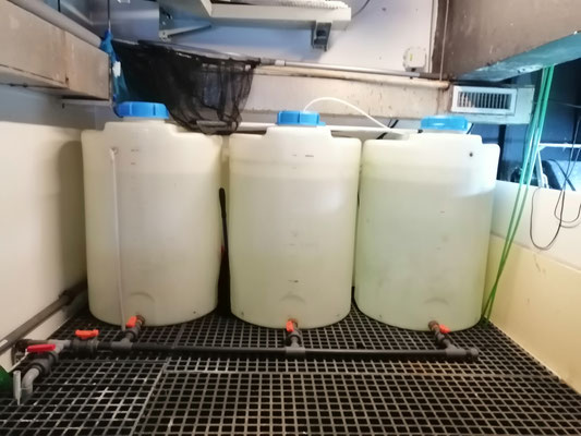 Quelques litre d'eau osmosée en attente d'utilisation