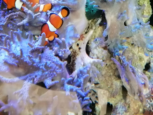 Chez moi les clowns pondent régulièrement sur une pierre cachée par les coraux mous.