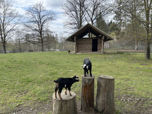 Kleine Wanderung in das Tiergehege - kleine Ziegen