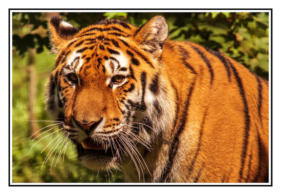 Sibirischer Tiger - Tierpark Schmiding 