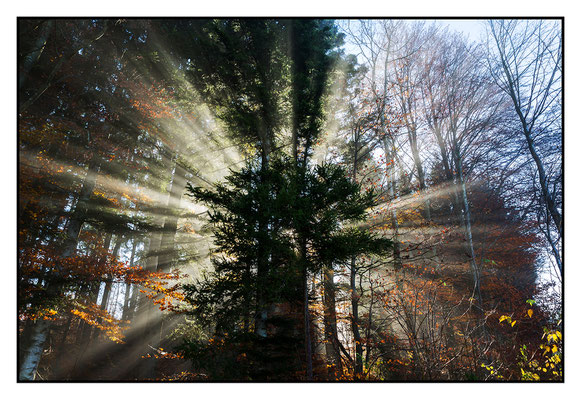 Wald im Gegenlicht