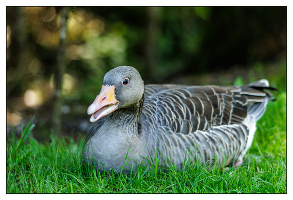 Wildpark Grünau