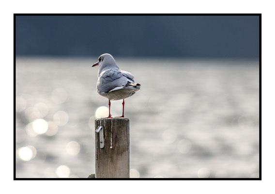 Möwe am Traunsee