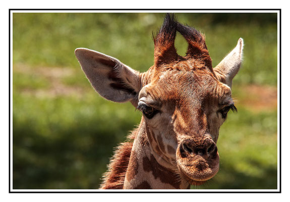 Giraffe - Tierpark Schmiding