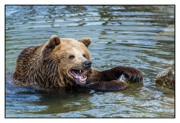 Braunbär - Tierpark Haag