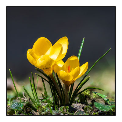 Krokusse 2025