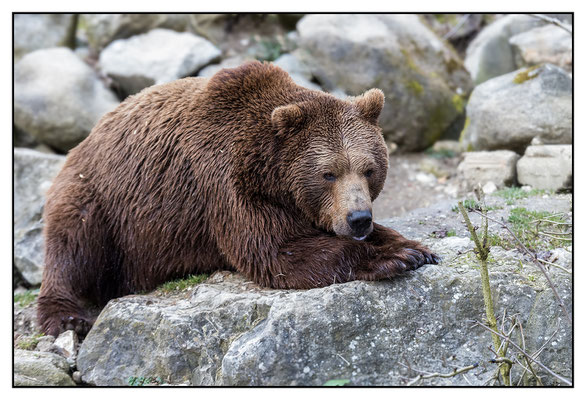 Braunbär - Tierpark Haag