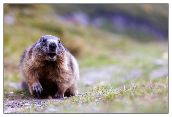 Murmeltiere - Putzige Alpenbewohner am Großglockner 2023