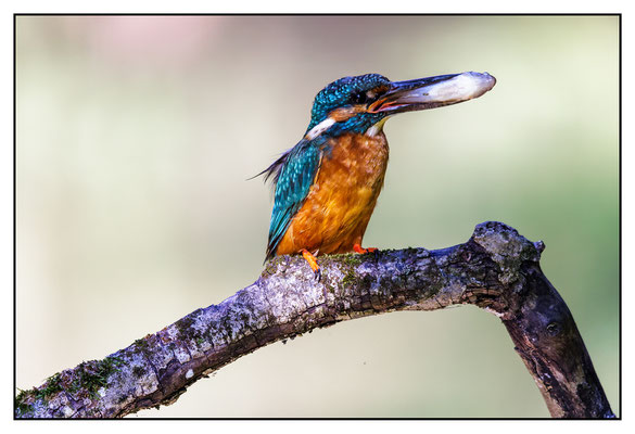 Eisvogel 2024