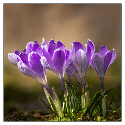 Krokusse 2025