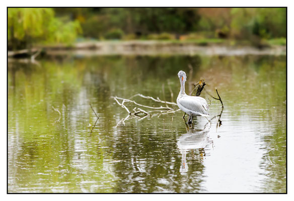 Tierpark Schmiding