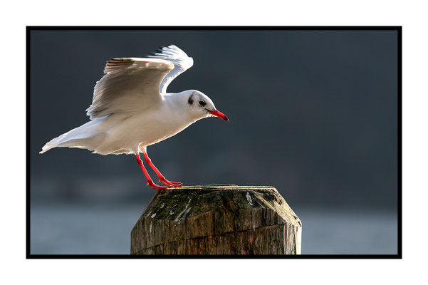 Möwe am Traunsee