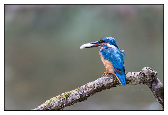 Eisvogel 2024