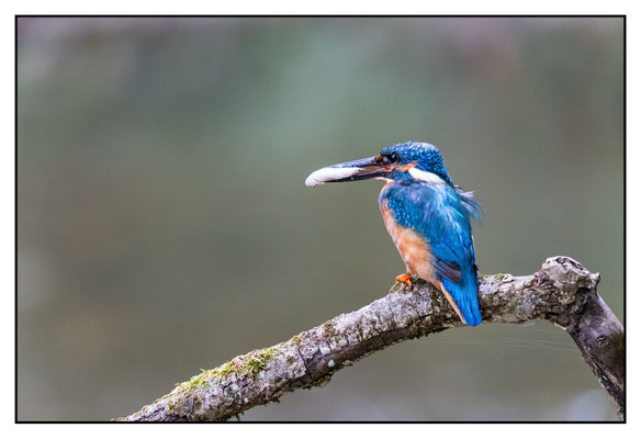 Eisvogel 2024