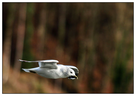 Möwe am Traunsee