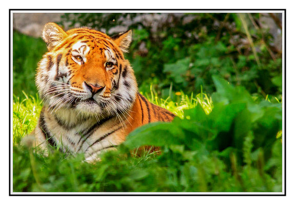 Sibirischer Tiger - Tierpark Schmiding 