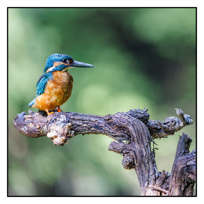 Eisvogel 2024