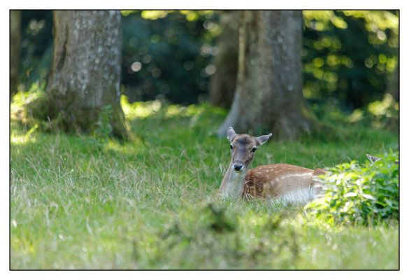 Reh - Wildpark Grünau