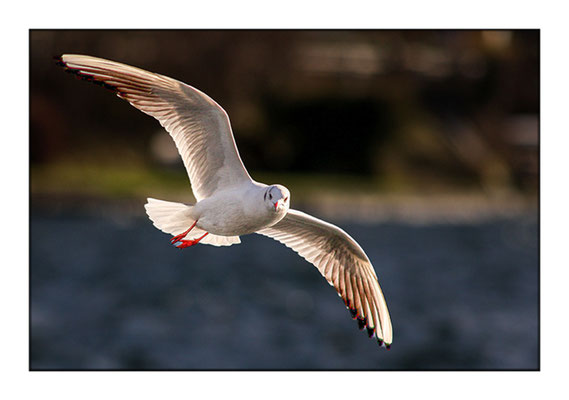 Möwe am Traunsee